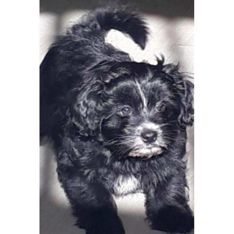 supermooie pomeriaan/boomer pups te koop
