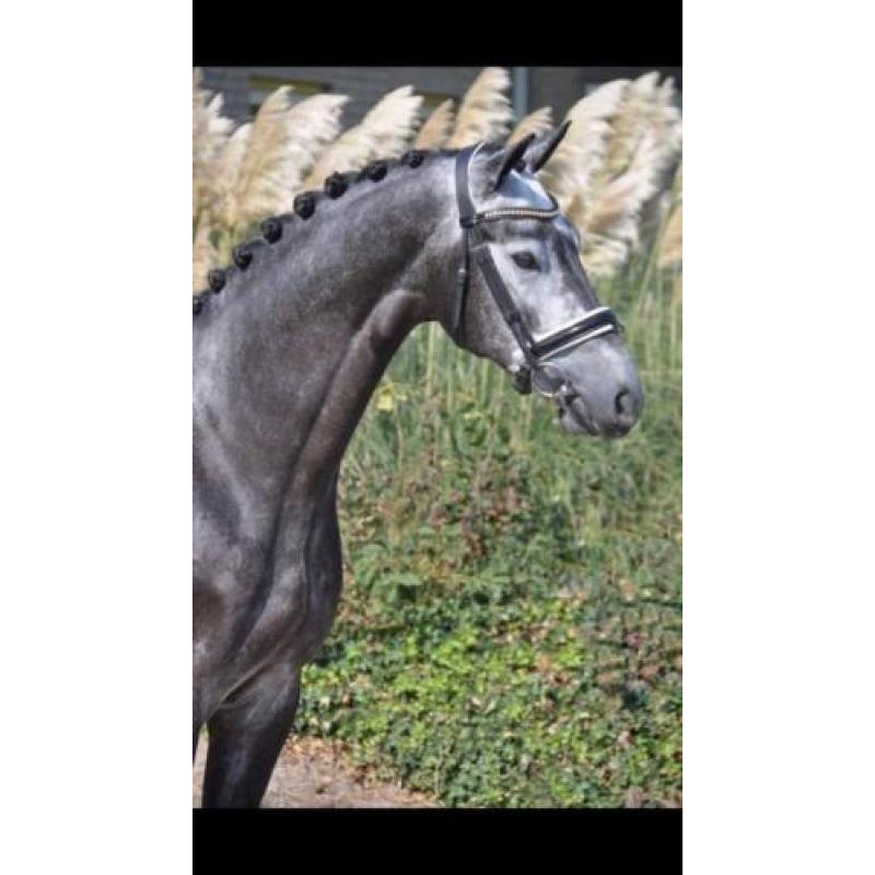 Te koop chique 4 jarige dressuur ruin!