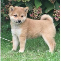 Shiba inu pups beschikbaar