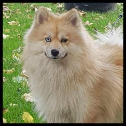 Zeer mooie f1 pomsky dekreu