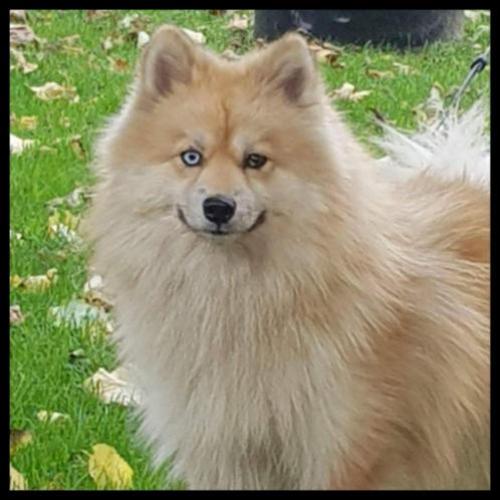 Zeer mooie f1 pomsky dekreu