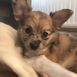 4 Prachtige Pups, Vlinderhond x Keeshond, Teefjes