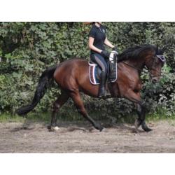 10 jarige BWP Ruin 1.68 - springgefokt