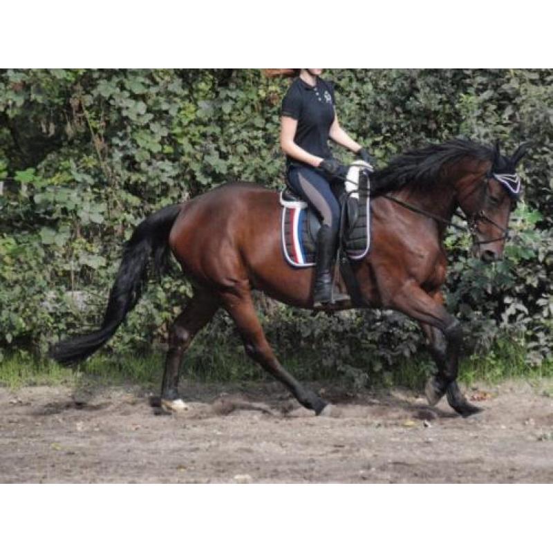 10 jarige BWP Ruin 1.68 - springgefokt