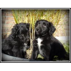 Poedel M x Boomer kruising pups