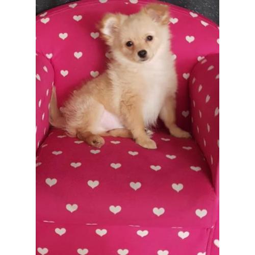 Pomchi (pomeranian x chihuahua)pups