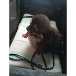Mini chihuahua dekreutje (NIET TE KOOP)