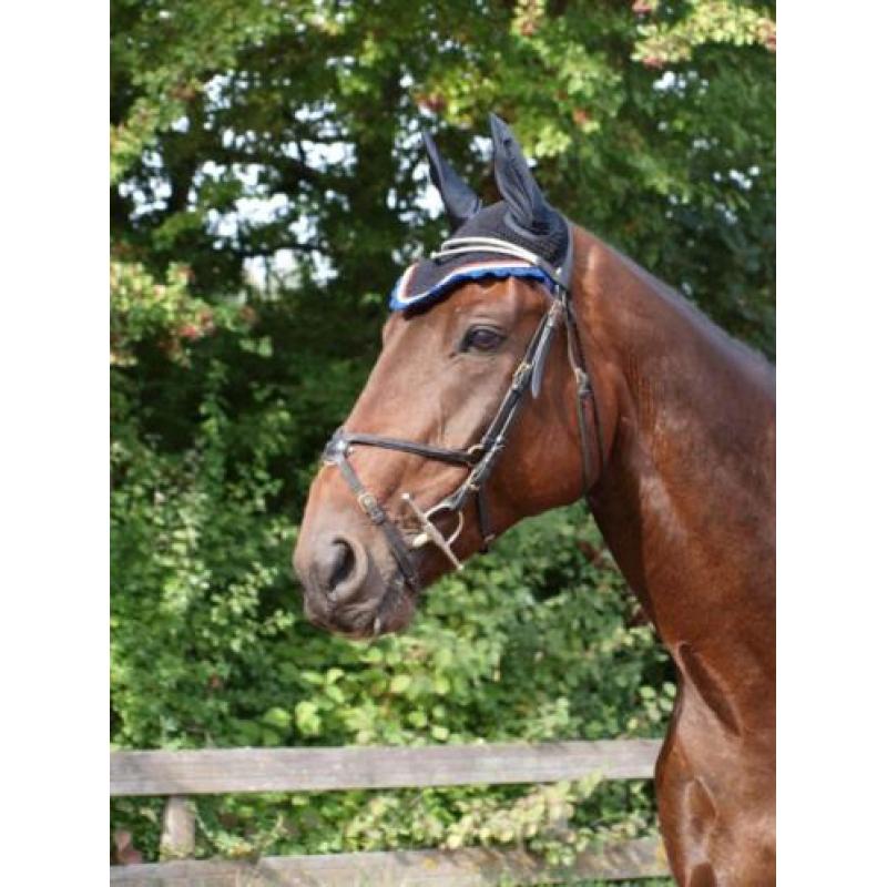 10 jarige BWP Ruin 1.68 - springgefokt