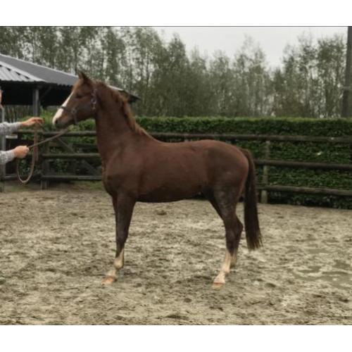Te Koop: meerdere tuigpaarden, van veulen tot 5 jaar