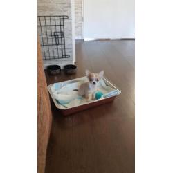 Lieve chihuahua pup reu