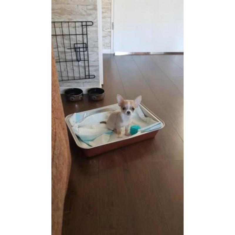 Lieve chihuahua pup reu