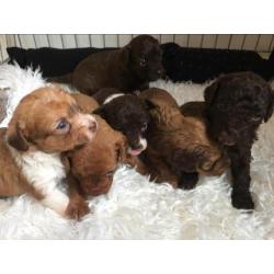 Unieke choco mini doodle / poo-chi pups. Poedel x chihuahua