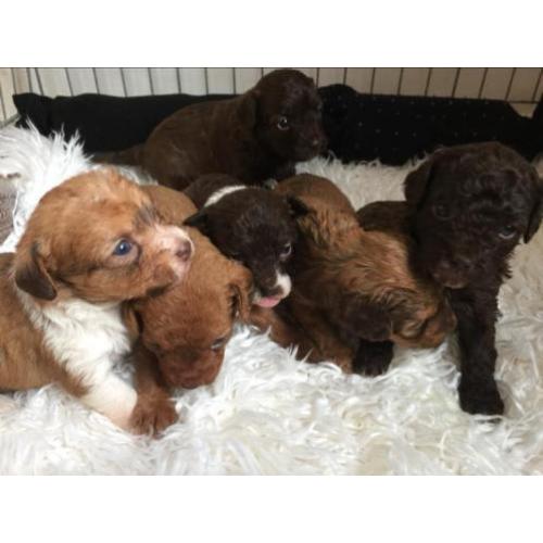 Unieke choco mini doodle / poo-chi pups. Poedel x chihuahua