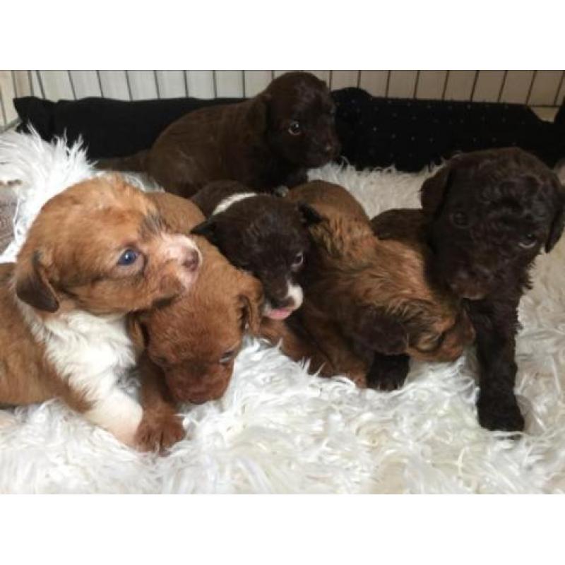 Unieke choco mini doodle / poo-chi pups. Poedel x chihuahua