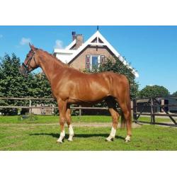 5 jarige ruin