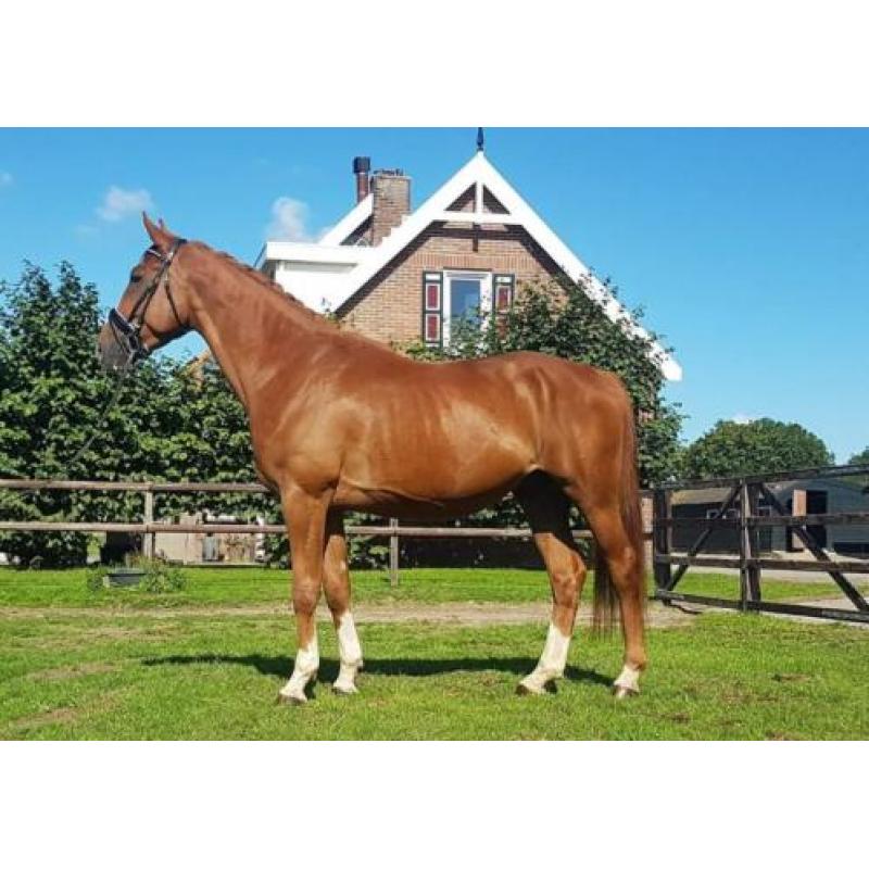 5 jarige ruin