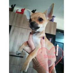 3 mooie chihuahua reutjes pups