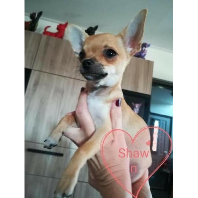 3 mooie chihuahua reutjes pups