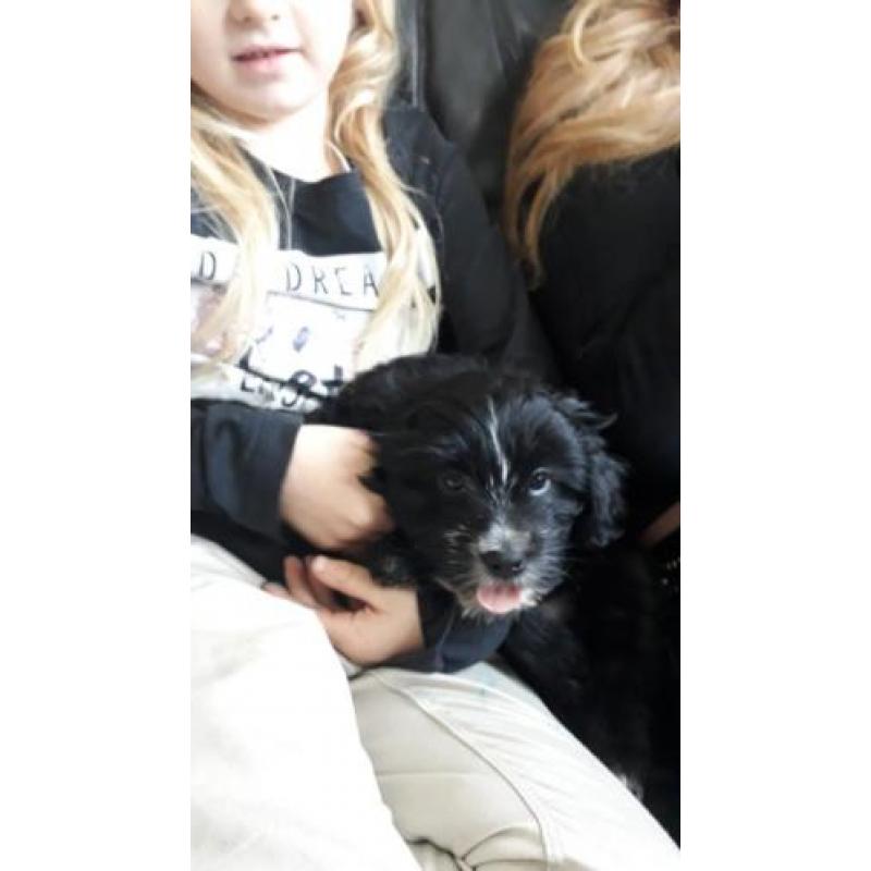 supermooie pomeriaan/boomer pups te koop