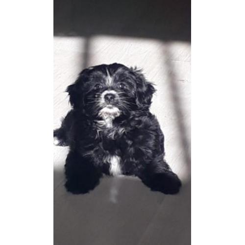 supermooie pomeriaan/boomer pups te koop