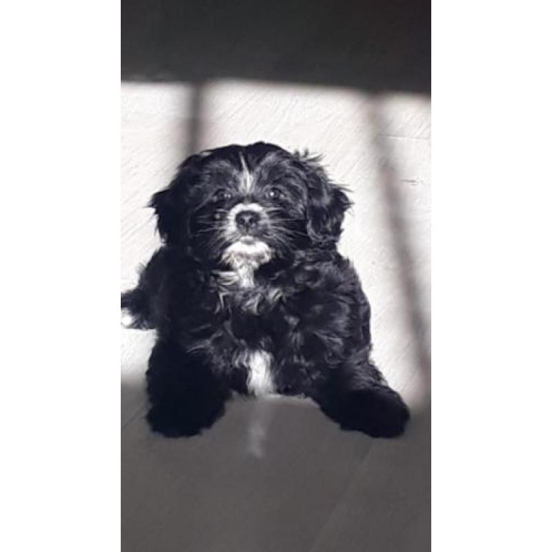 supermooie pomeriaan/boomer pups te koop