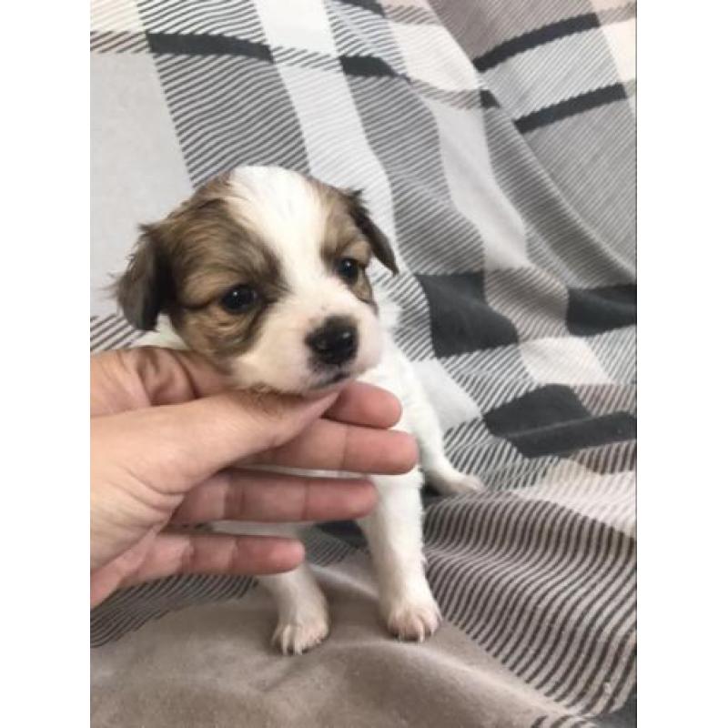 4 Prachtige Pups, Vlinderhond x Keeshond, Teefjes