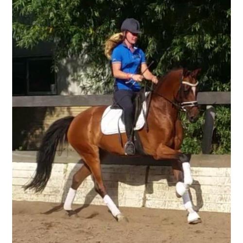 ## Eye catcher ## Welsh E pony met talent van een paard ##