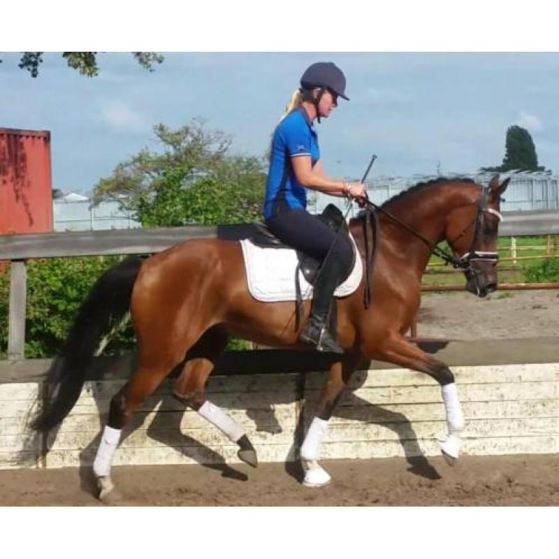 ## Eye catcher ## Welsh E pony met talent van een paard ##