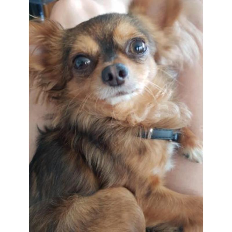 Ervaren dekreu chihuahua langhaar.