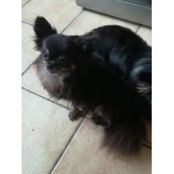 Mini chihuahua dekreutje (NIET TE KOOP)