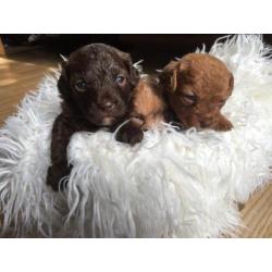 Unieke choco mini doodle / poo-chi pups. Poedel x chihuahua