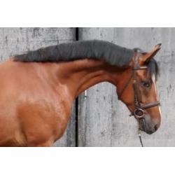 3 jarige ruin, met top afstamming