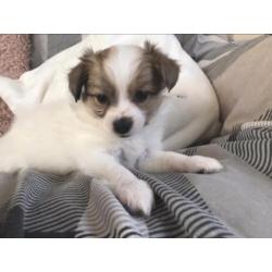 4 Prachtige Pups, Vlinderhond x Keeshond, Teefjes
