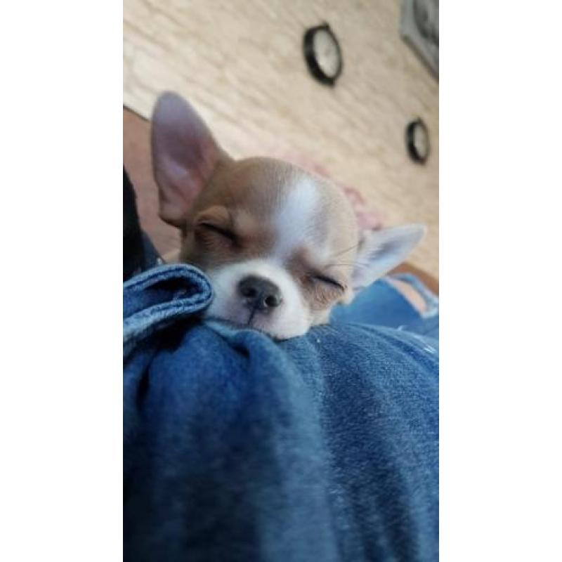 Lieve chihuahua pup reu