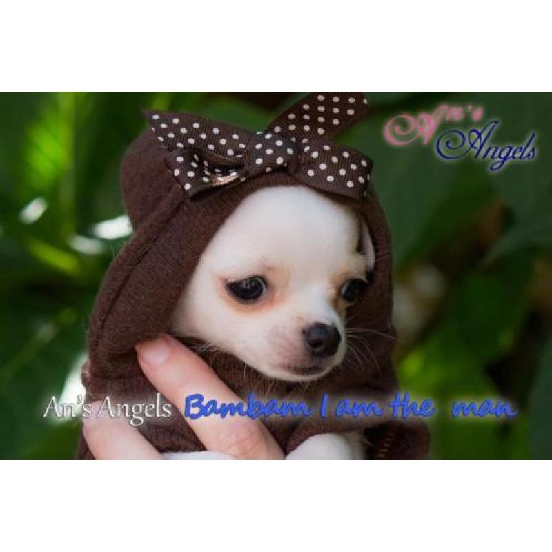 Chihuahua pup met fci stamboom