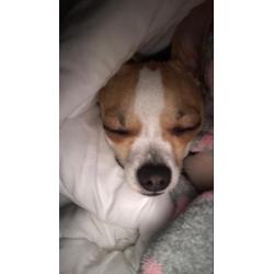 Chihuahua