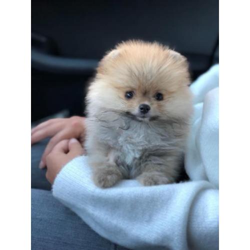 Pomeriaan pup