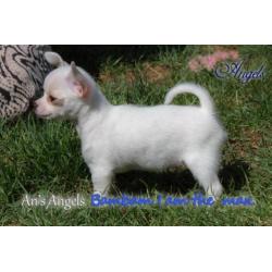 Chihuahua pup met fci stamboom
