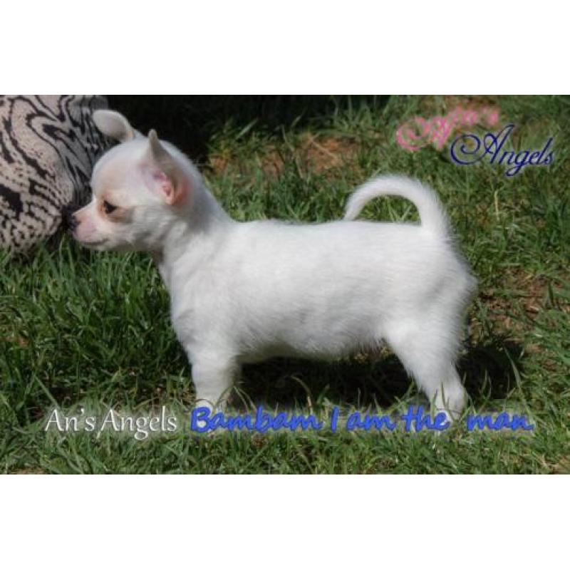 Chihuahua pup met fci stamboom