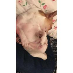 Chihuahua