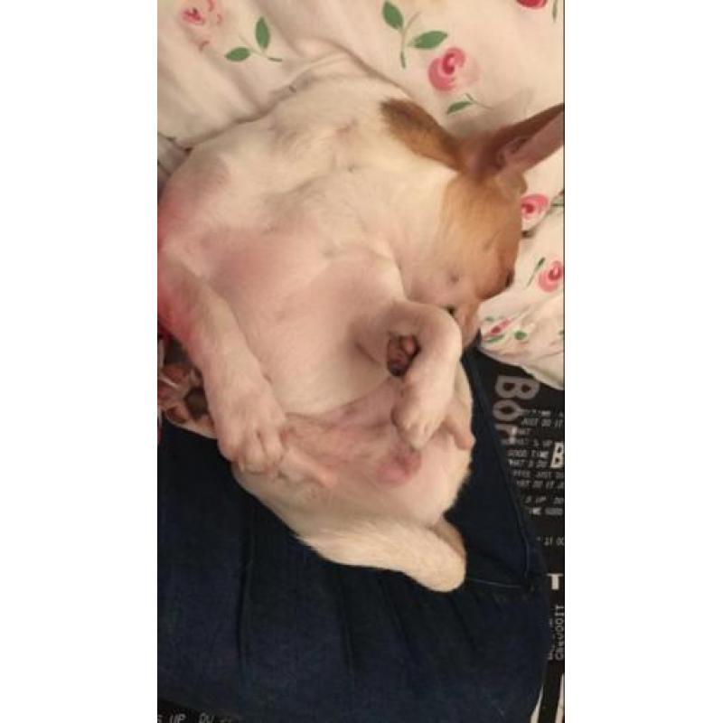 Chihuahua