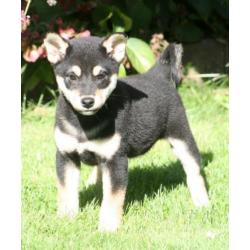 Shiba inu pups beschikbaar