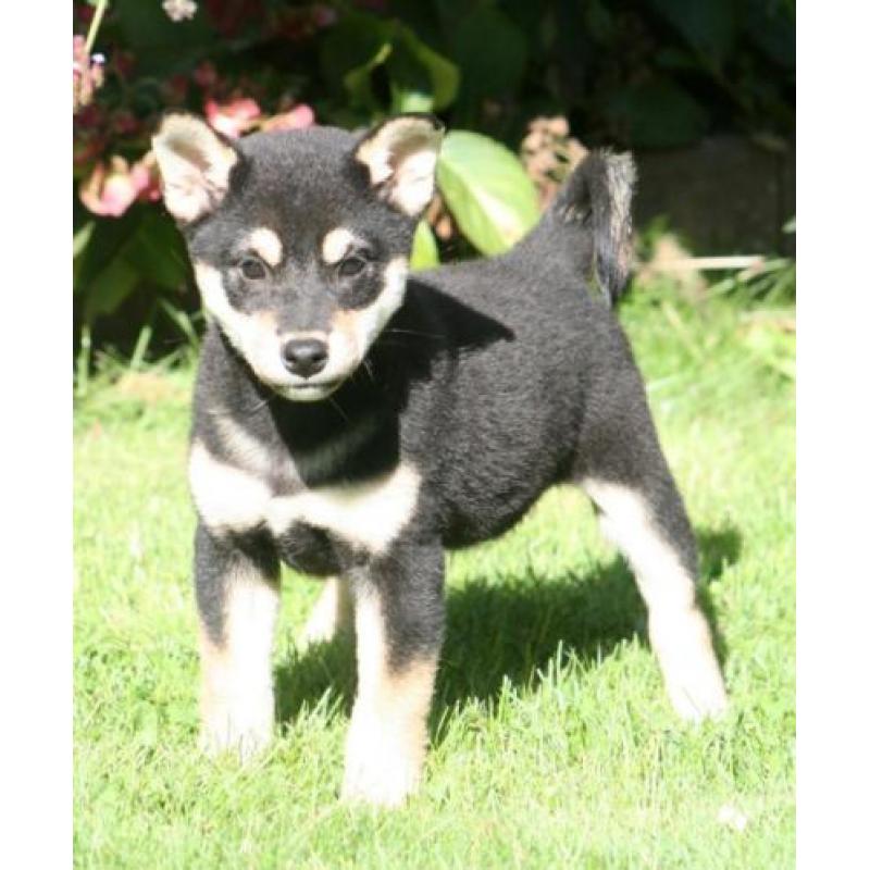Shiba inu pups beschikbaar