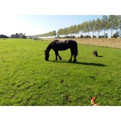 Friese merrie