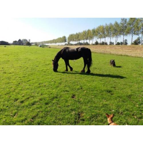 Friese merrie