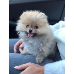 Pomeriaan pup
