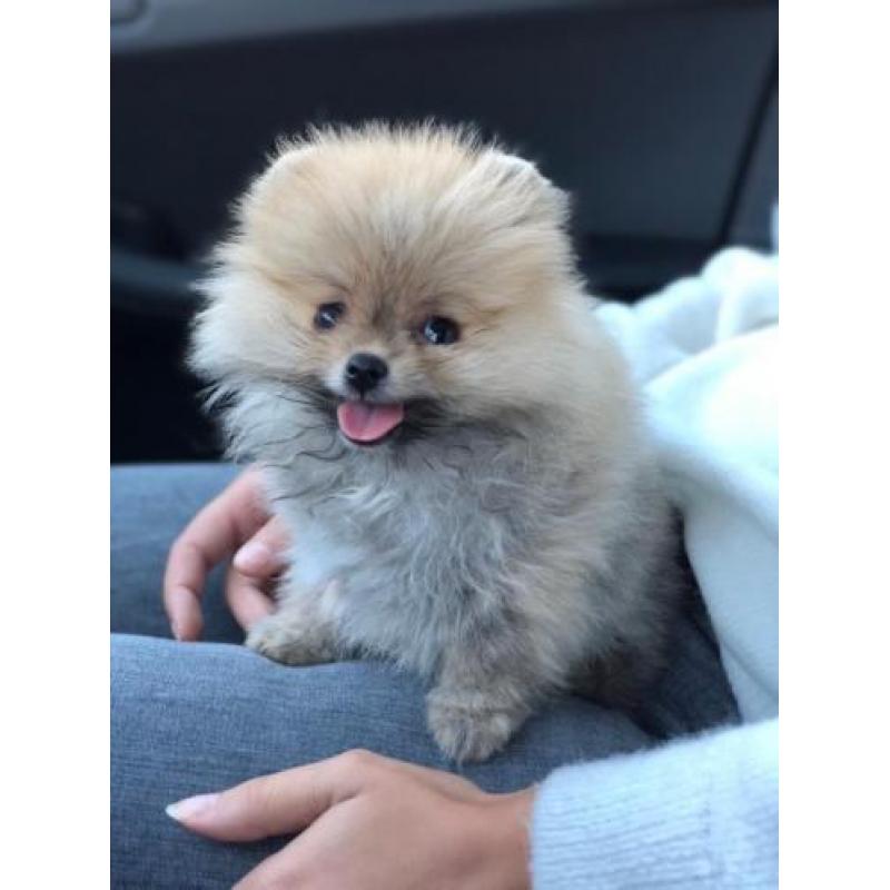 Pomeriaan pup