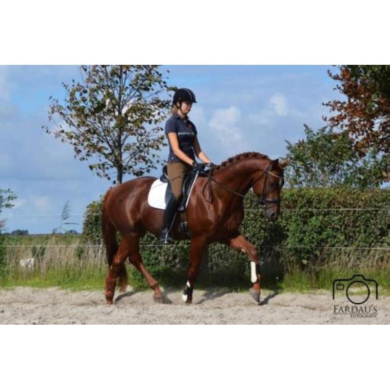 3 jarige KWPN hengst (Eye Catcher x Special D)