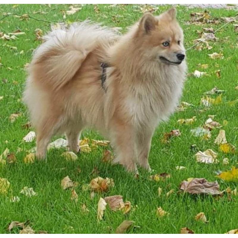 Zeer mooie f1 pomsky dekreu
