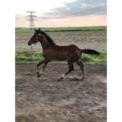 KWPN hengstveulen en 2.5 jarige platenbonte hengst